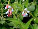 Fodervallört (S. asperum). Blommor först skära efter hand klarblå. Stjälk ej vingad av nedlöpande blad.